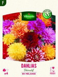 Dahlia Cactus nain (x4)